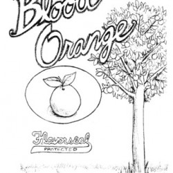 Blood Orange by Justin Giampaoli & Grant Lee